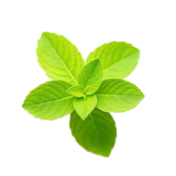 Peppermint