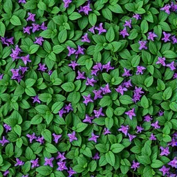 Alfalfa
