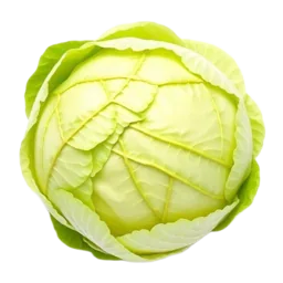 Iceberg Lettuce