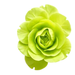 Butterhead Lettuce