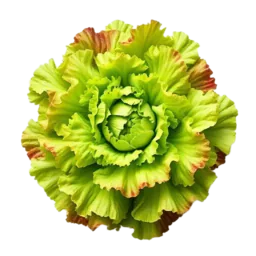 Loose-leaf Lettuce