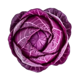 Red Cabbage