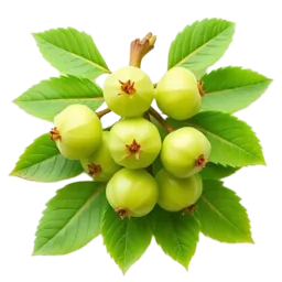 Gooseberry