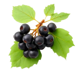 Black Currant