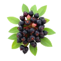 Elderberry