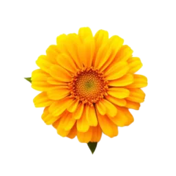 Calendula
