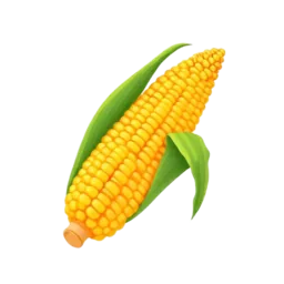 Corn