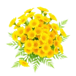 Tansy