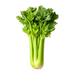 Celery