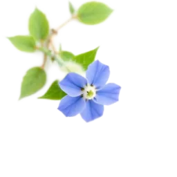 Borage