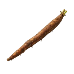 Burdock Root