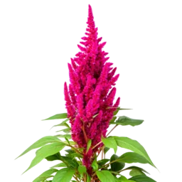 Amaranth