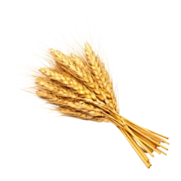 Wheat