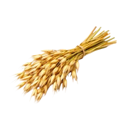 Oats