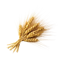 Barley