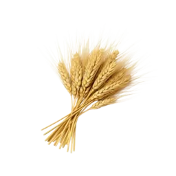 Rye