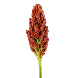 Sorghum