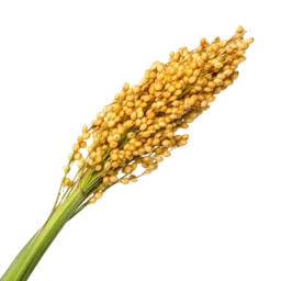 Millet