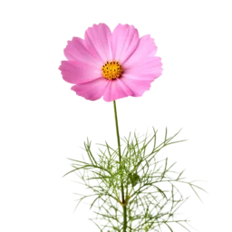 Cosmos