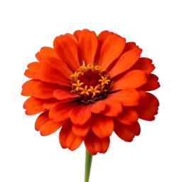 Zinnia