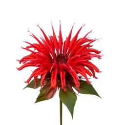 Bee Balm