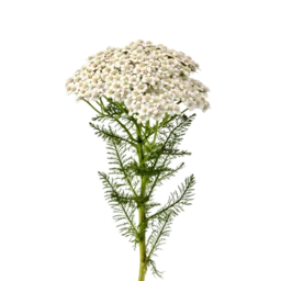 Yarrow