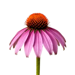 Echinacea