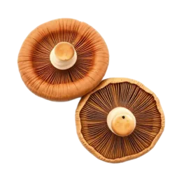 Shiitake Mushroom