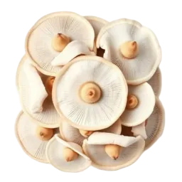 Oyster Mushroom