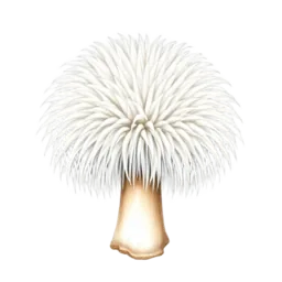 Lion's Mane Mushroom