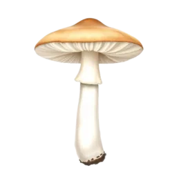 King Oyster Mushroom