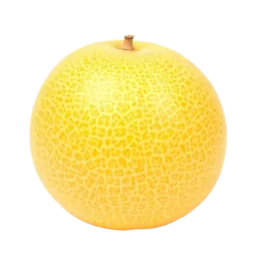 Galia Melon