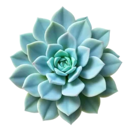 Oyster Leaf