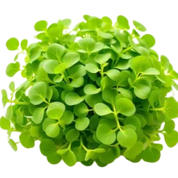 Watercress