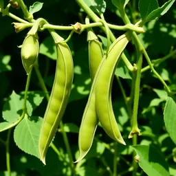 Sugar Snap Pea