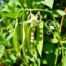 Snow Pea