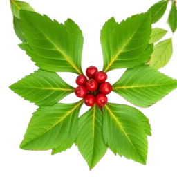 American Ginseng