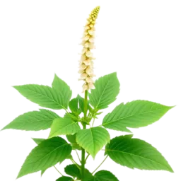 Black Cohosh