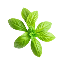 Basil