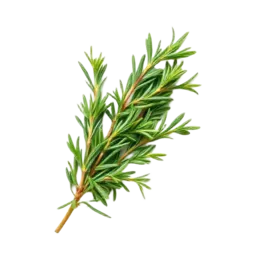 Rosemary
