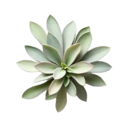 Sage