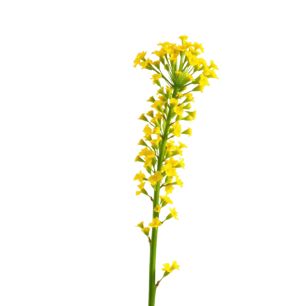 Ohio Goldenrod