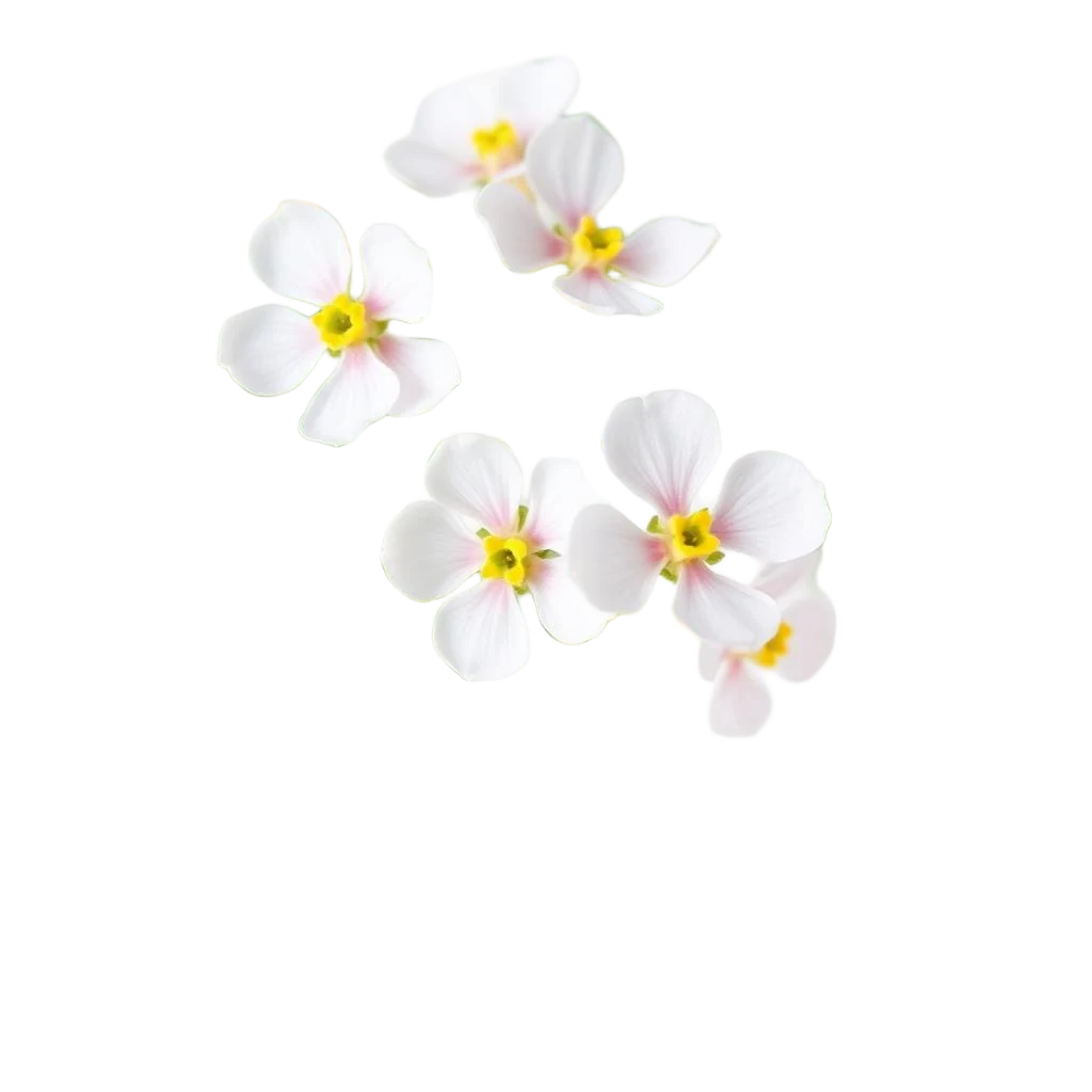 Pale Evening Primrose