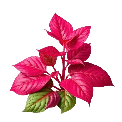 Ruby Red Orach