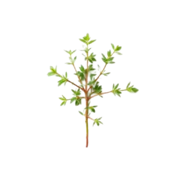 Thyme