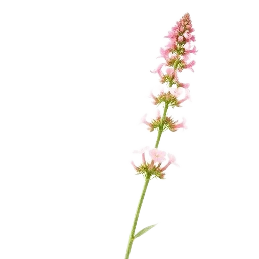 Spotted Joe Pye Weed