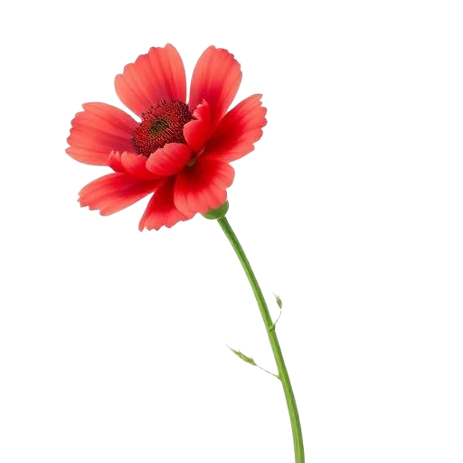Sweet Red Cornflower