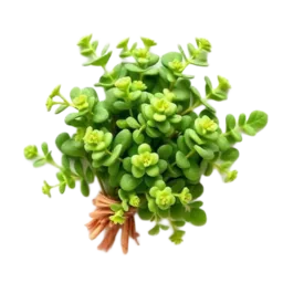Oregano