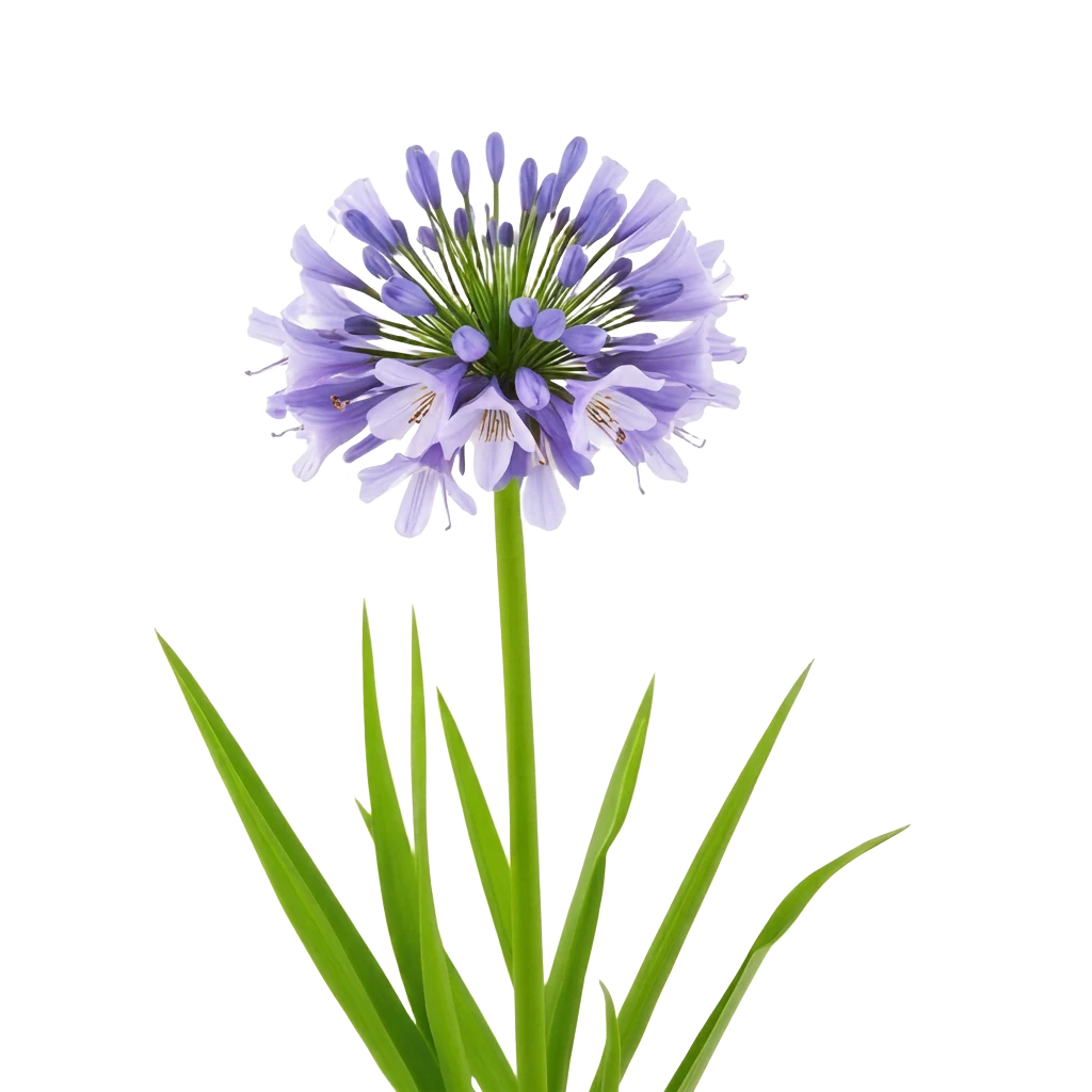 African Lily