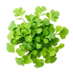 Cilantro